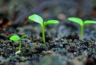 春季植物养护全攻略 实用干货与秘笈